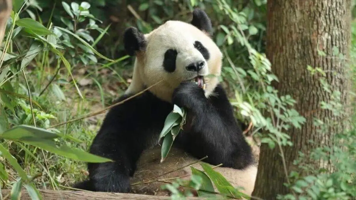Dua panda raksasa China berangkat ke Amerika Serikat dalam program diplomasi