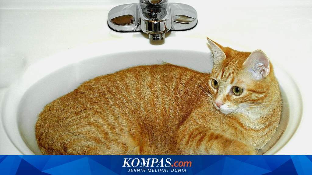 Ilustrasi kucing peliharaan yang sedang diperiksa kesehatannya oleh dokter hewan