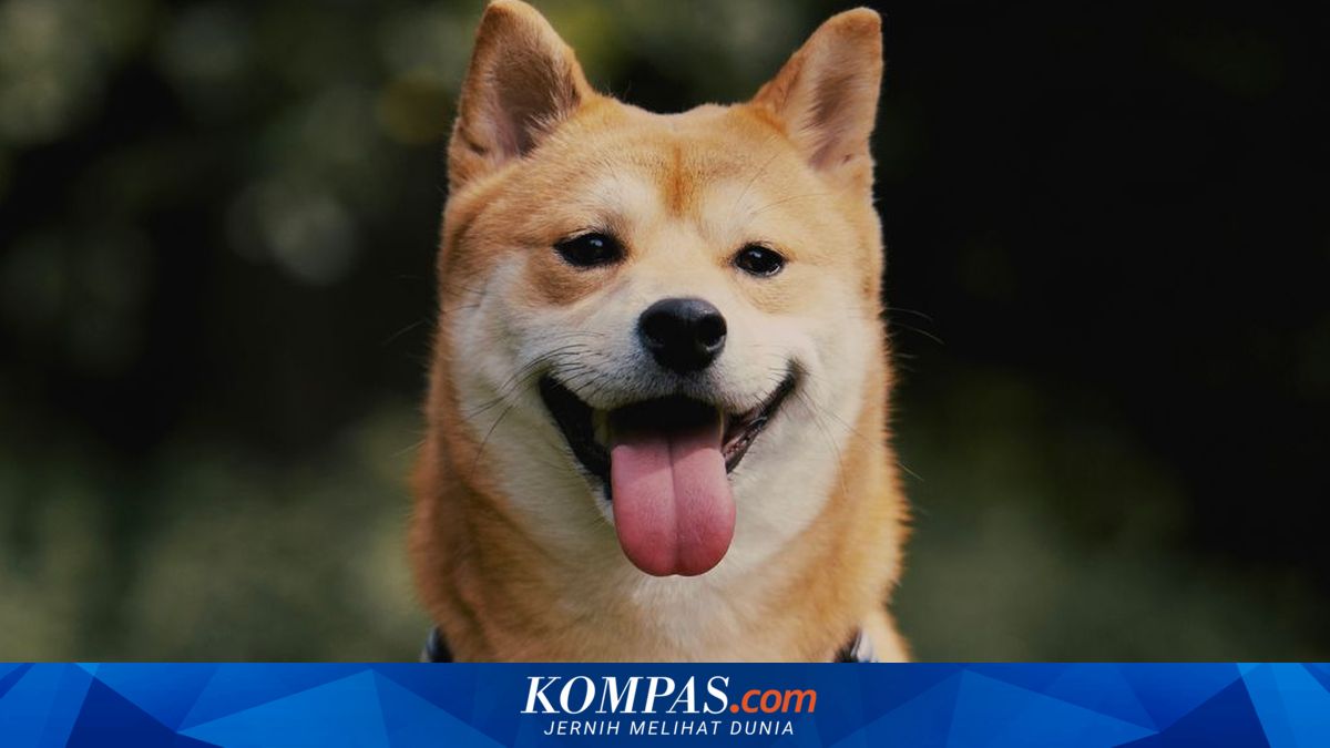 Ilustrasi ras anjing peliharaan yang tenang dan cocok untuk introvert