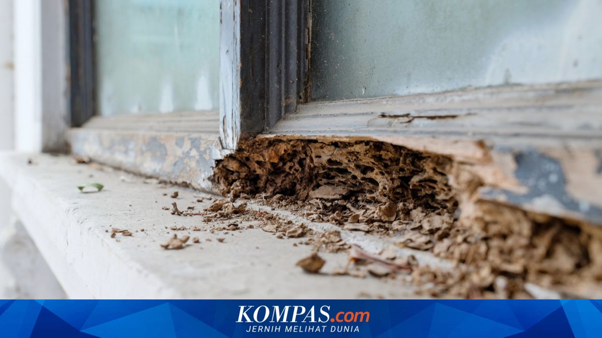 Ilustrasi taburan garam dapur yang digunakan untuk mengusir hama rayap pada kayu rumah
