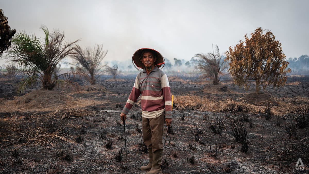 Kondisi lahan perkebunan di Sumatra yang terdampak kebakaran hutan dan kabut asap