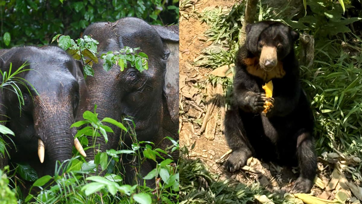 Pemandangan satwa liar gajah kerdil dan orangutan di cagar alam Sabah Sandakan