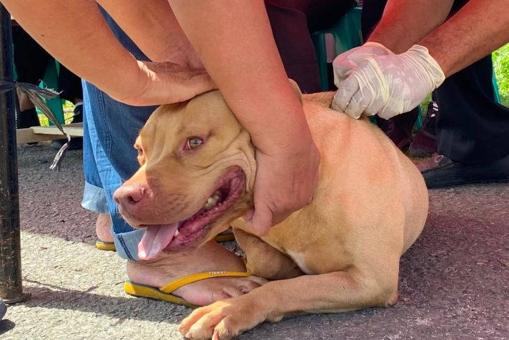 Petugas kesehatan menyuntikkan vaksin ke seekor anjing dalam program vaksinasi rabies gratis di Medan