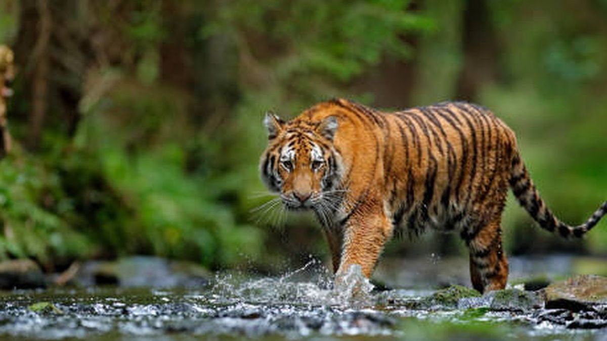 Tangkapan layar video hoaks harimau menerkam polisi saat patroli yang dihasilkan oleh artificial intelligence